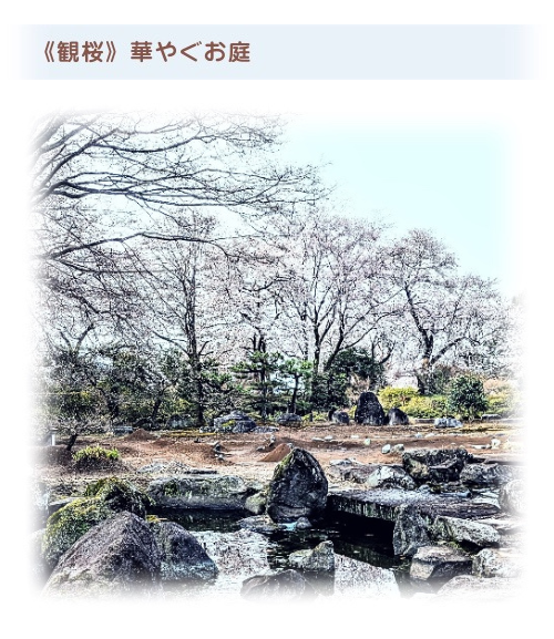 《観桜》華やぐお庭